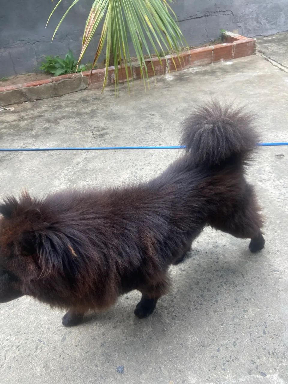 Chow - Chow - Foto 4