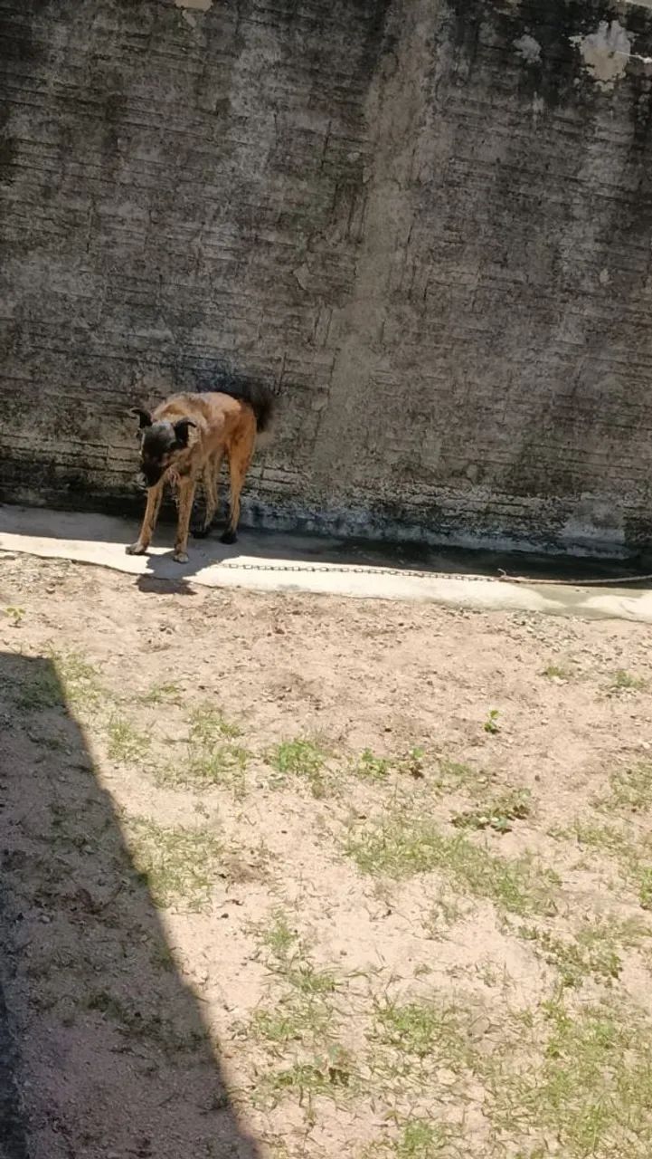 Doação de cachorro  - Foto 2