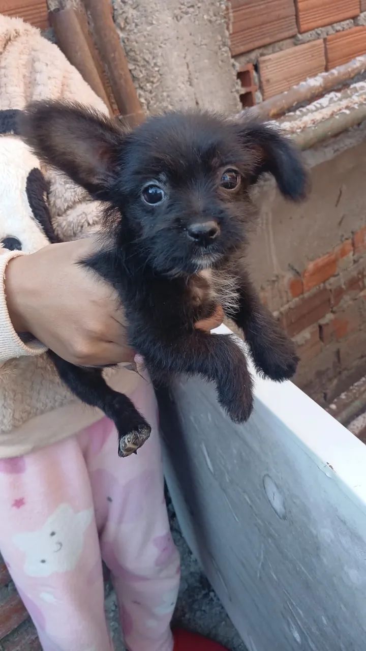 Doação  - Foto 2