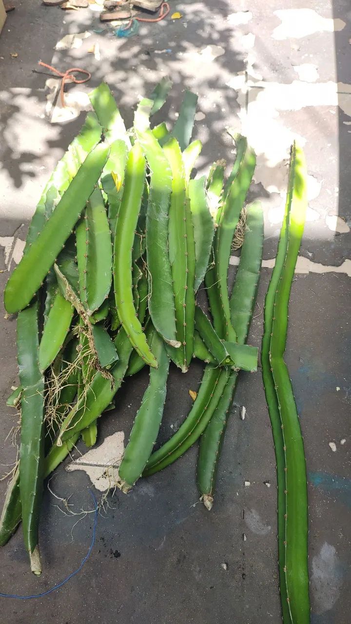 Plantas !!! - Foto 2