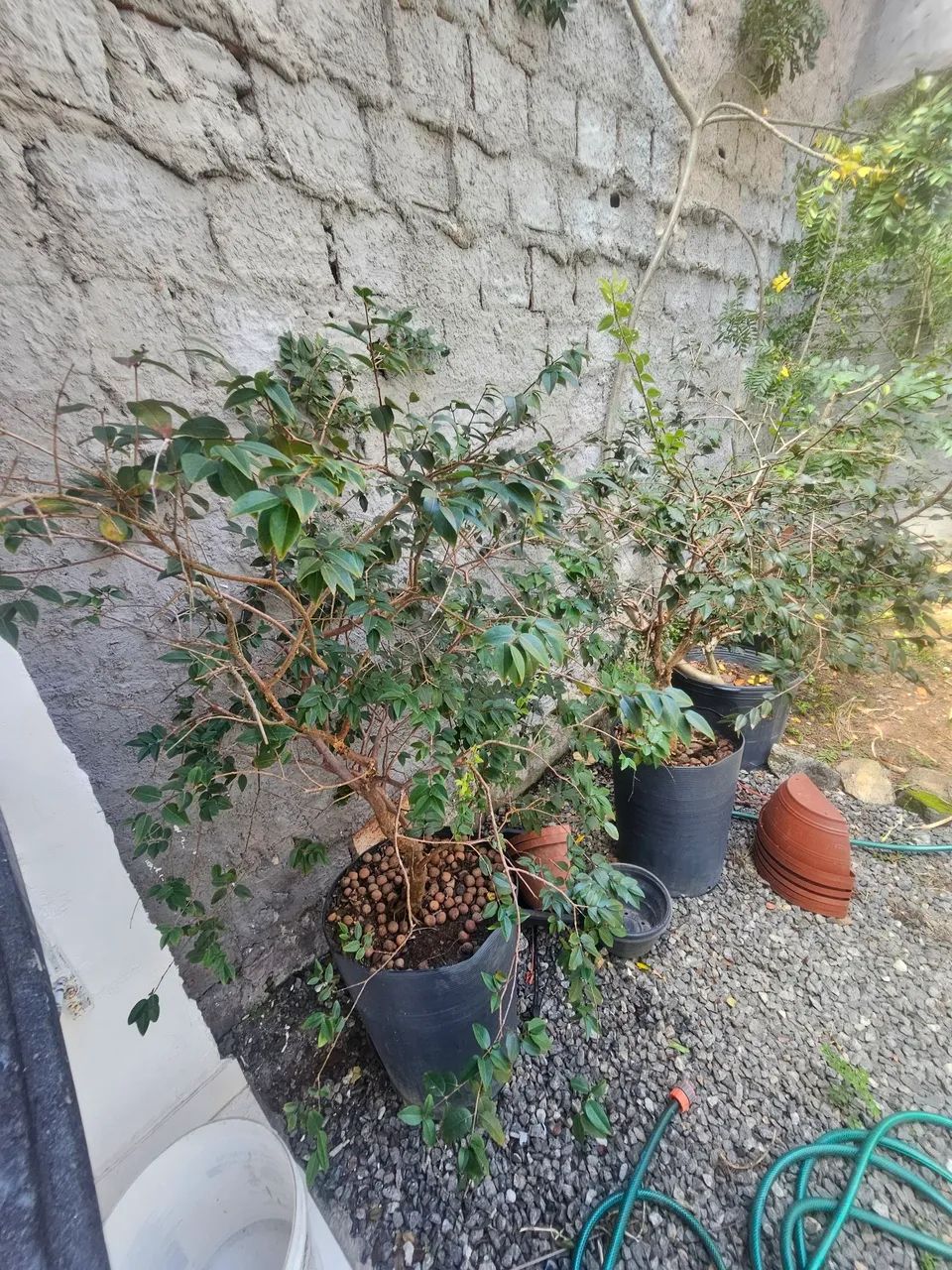 Muda Jabuticaba Híbrida  - Foto 3