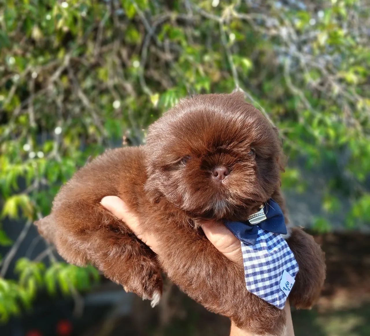 Filhote de shihtzu macho chocolate  - Foto 2