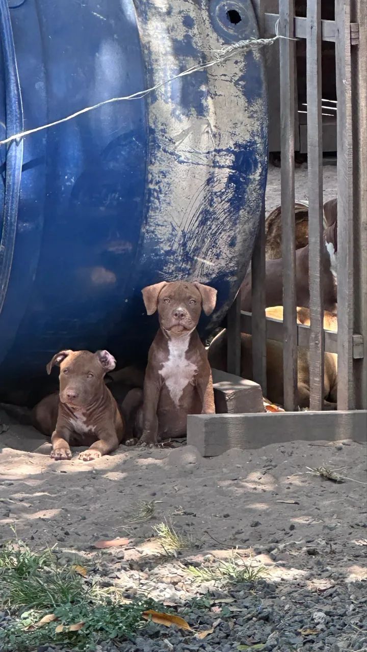 Filhote de pitbull  - Foto 4