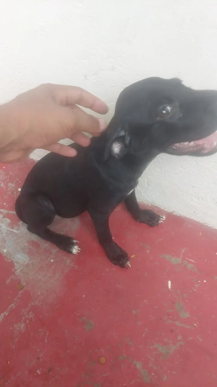 Cachorro 