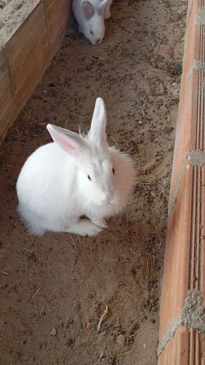 Coelhos 