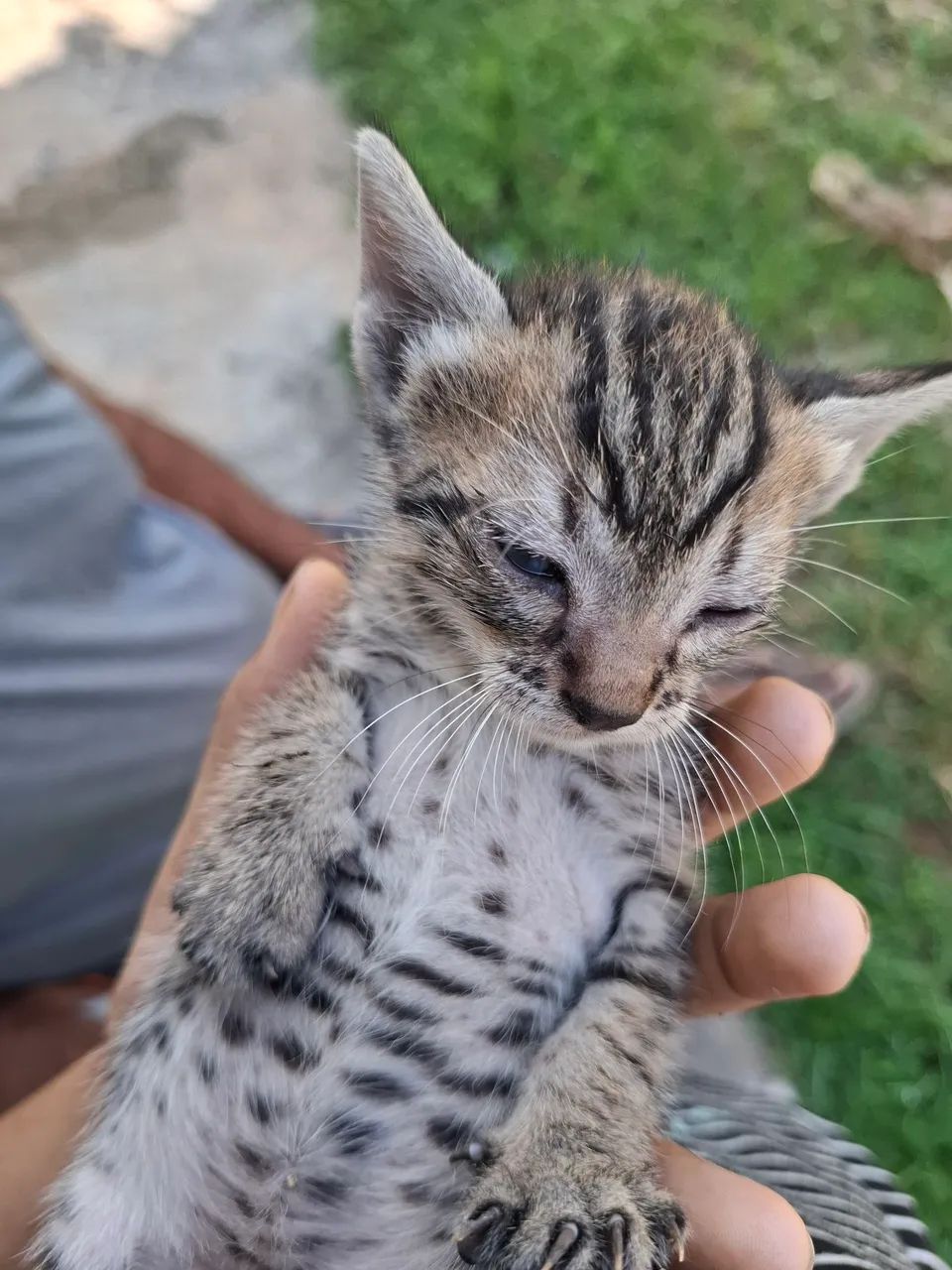 Gatinhos em adoção - Foto 2