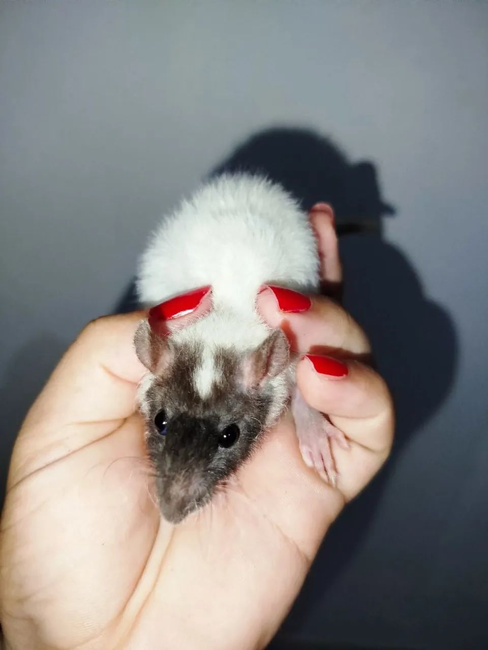 Rato Twister  - Foto 5