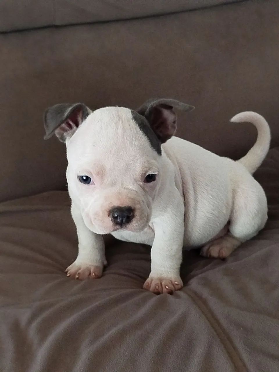 Fêmeas de americano bully com pedigree  - Foto 3
