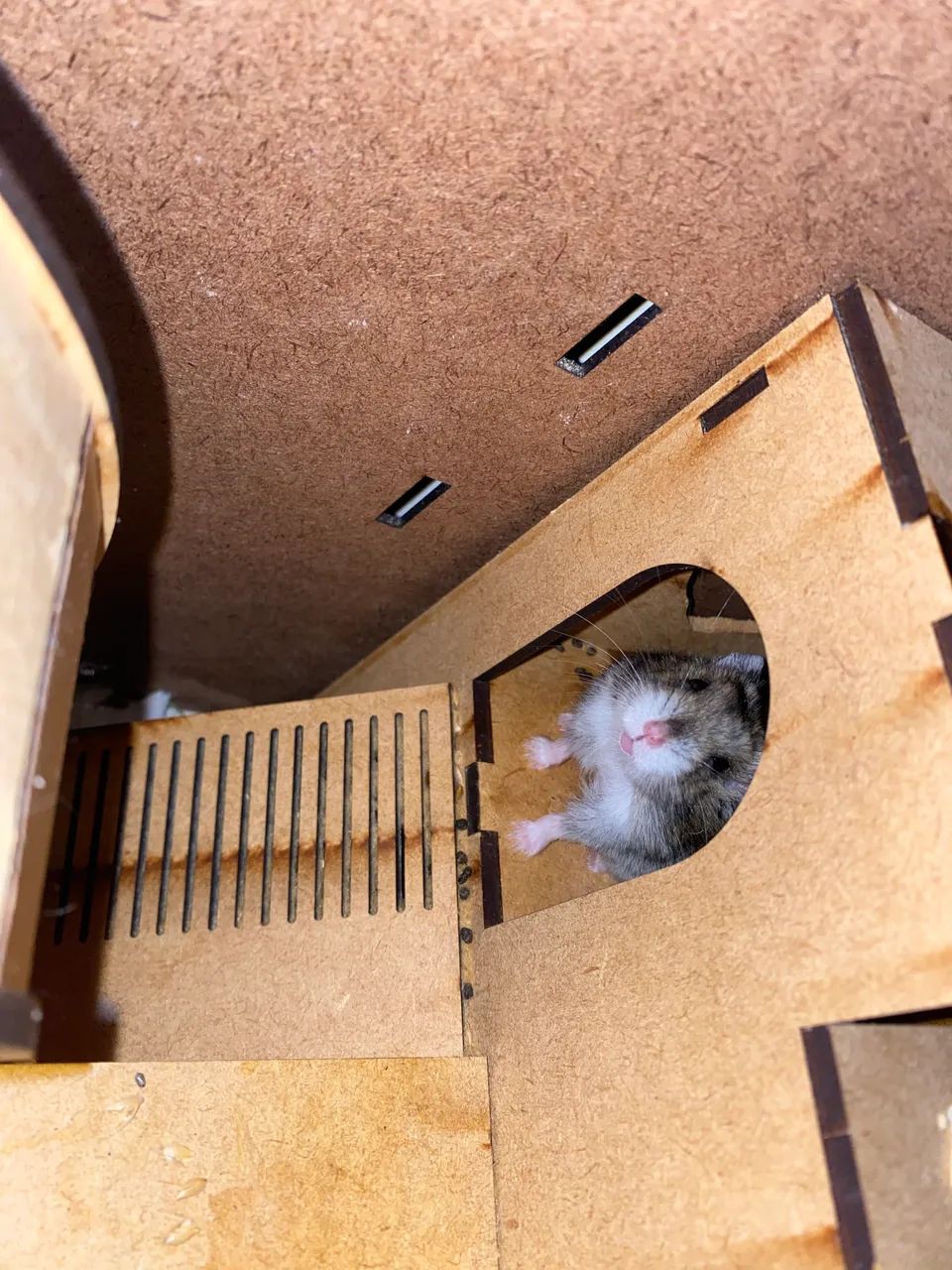 Doação hamsters anao russo