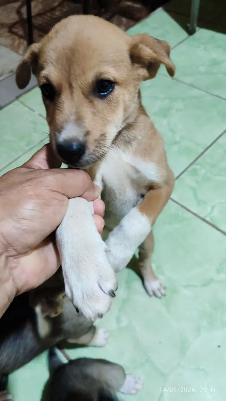 cães para adoção  - Foto 4