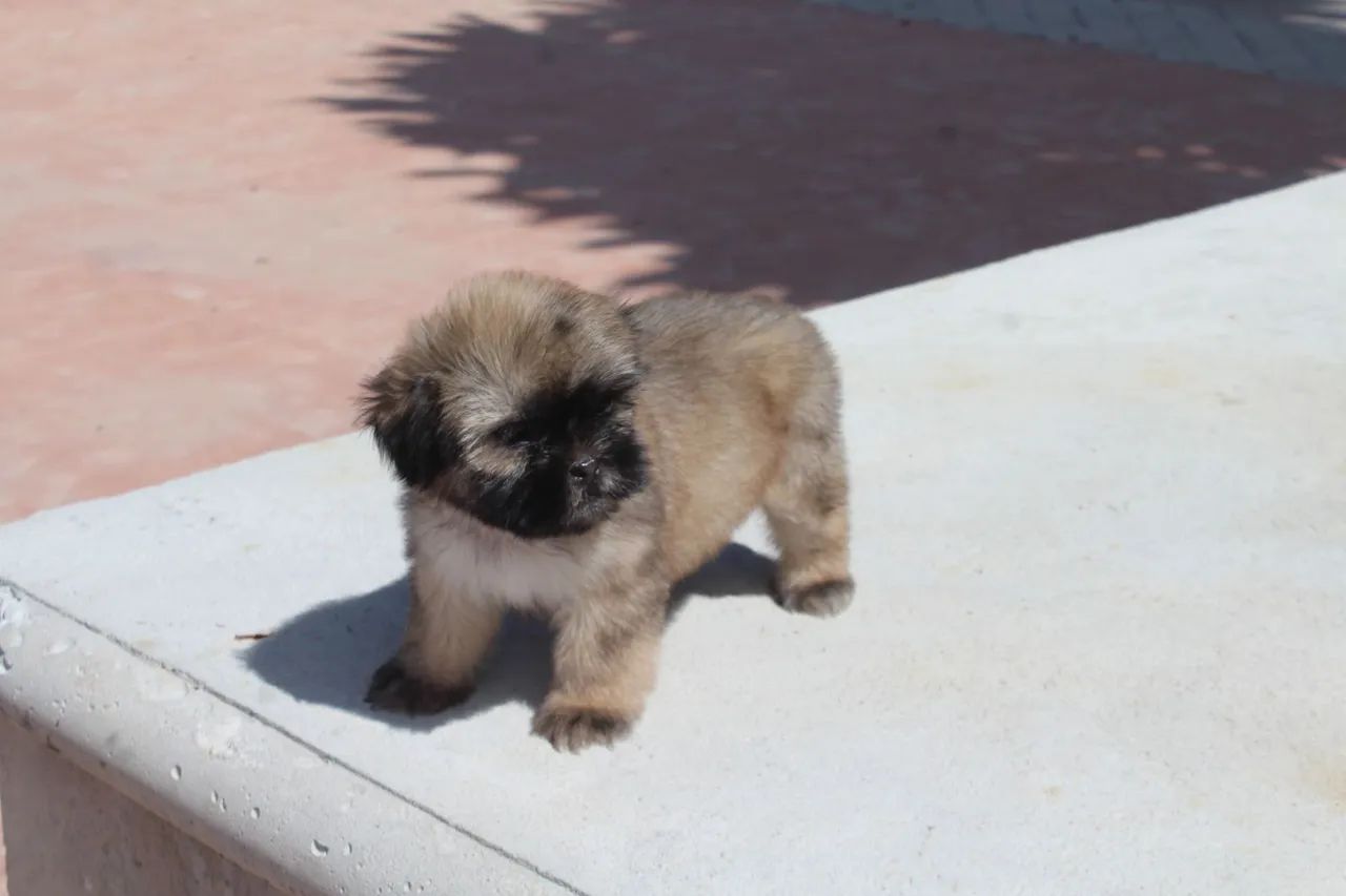 Shih Tzu - Foto 4