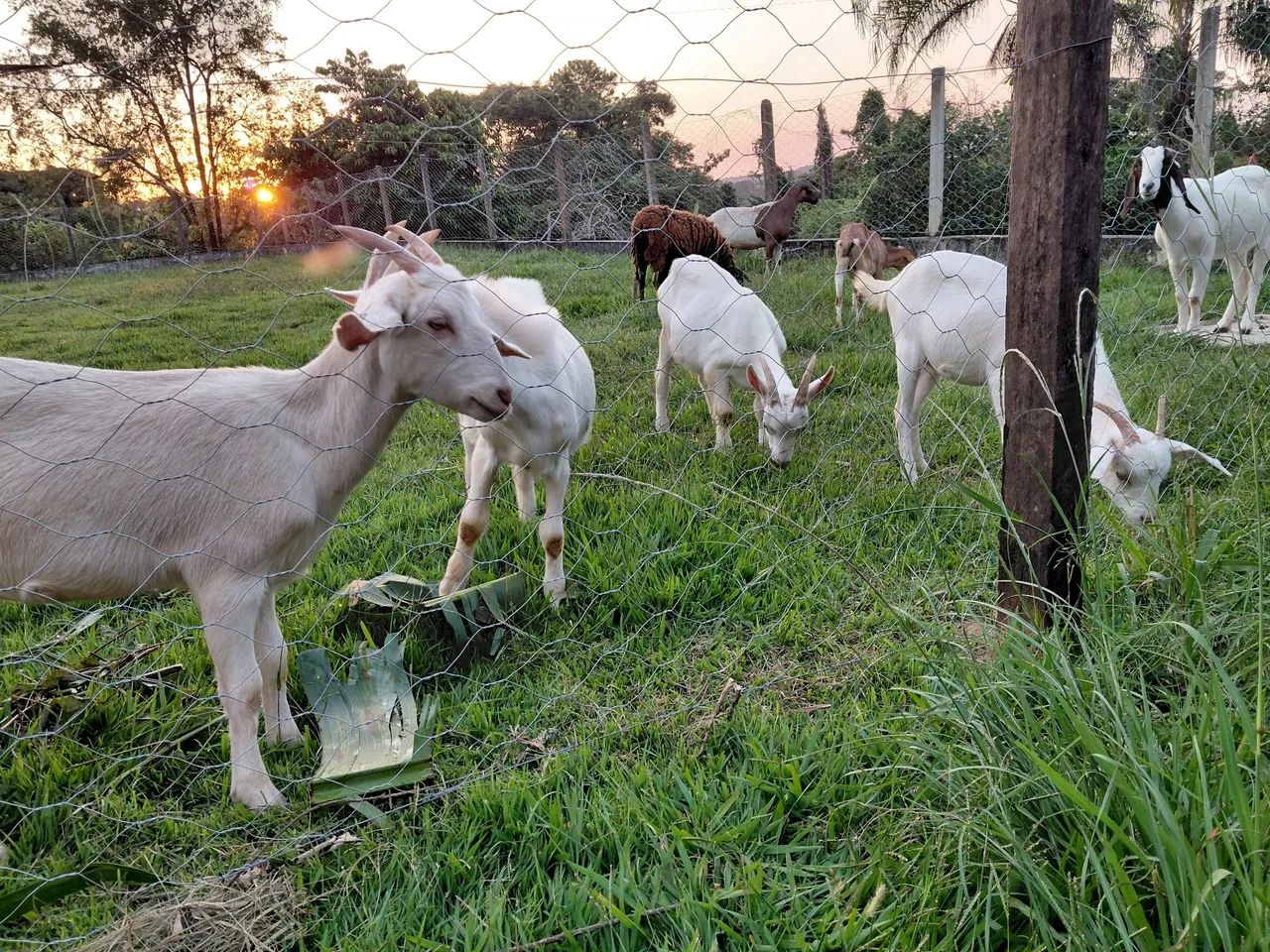 Dois Cabritos Macho para venda  - Foto 5