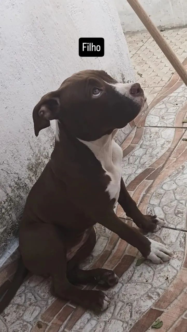 Animal de estimação 