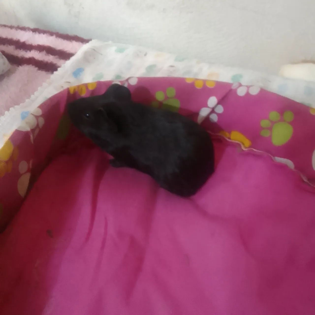 Filhotes  de  porquinhos  da india já estão  com  um  mês de vida 20  rs cada - Foto 3