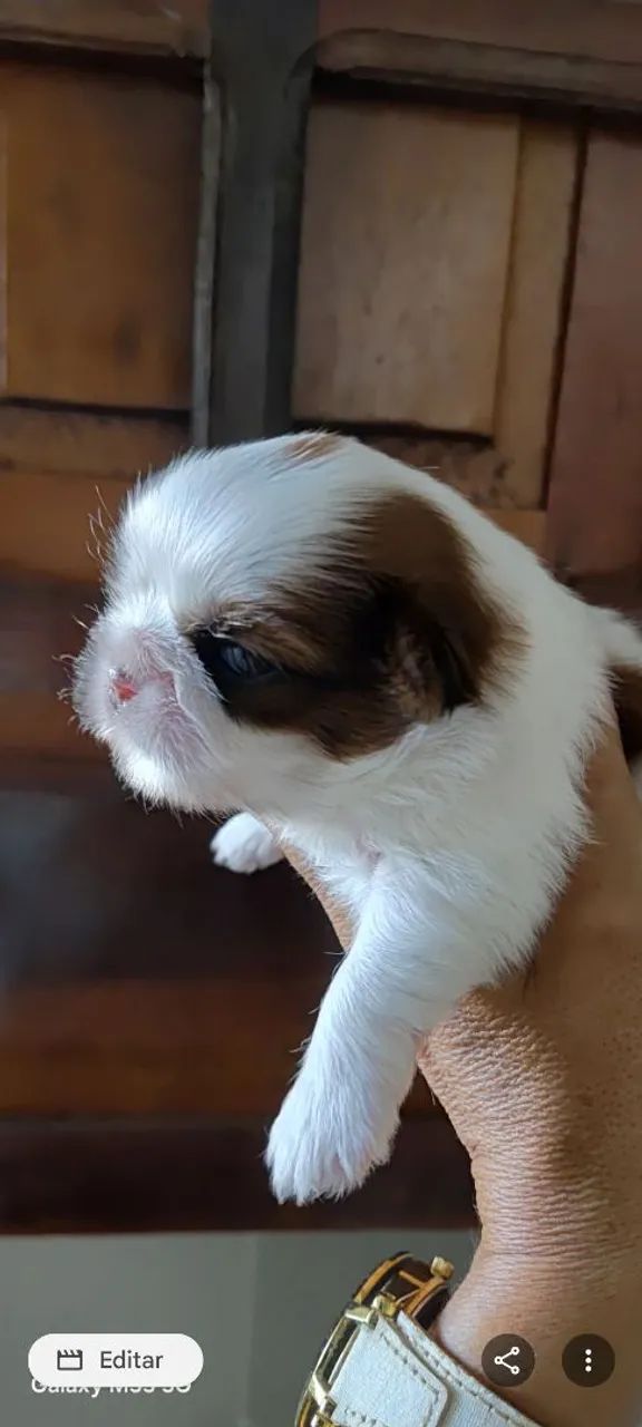 Shihtzu 