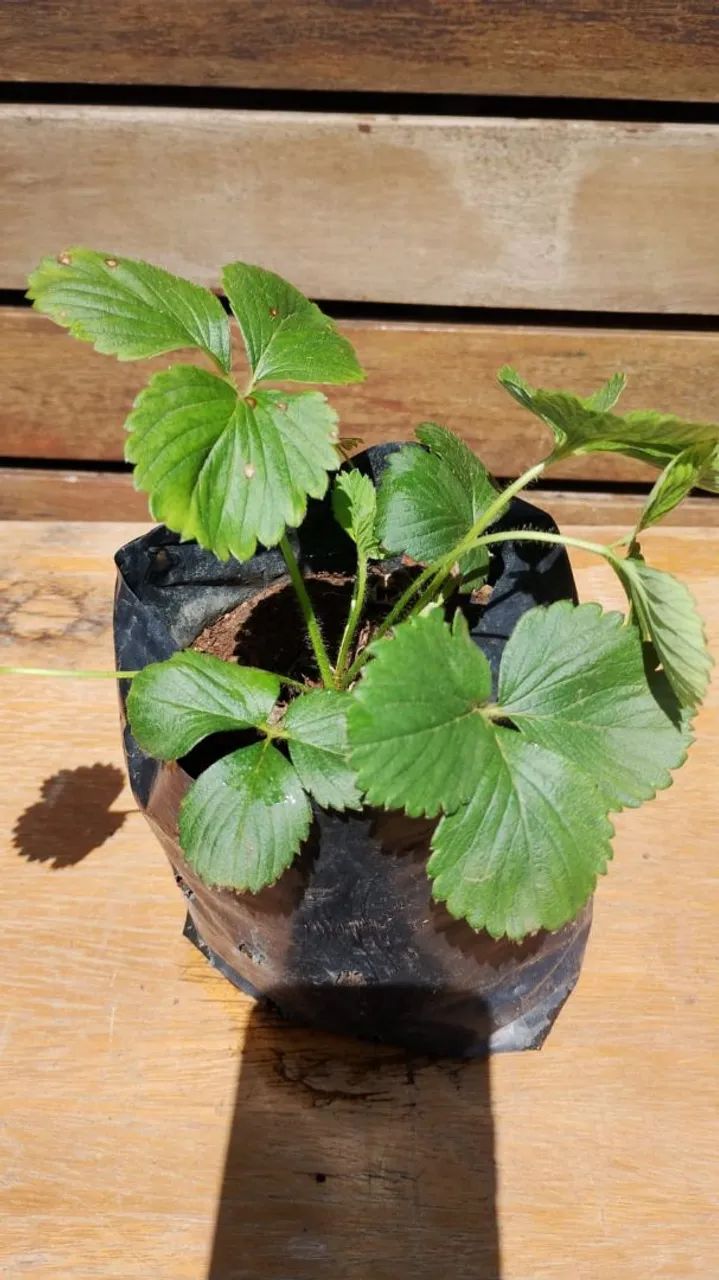 Muda de morango  - Foto 2