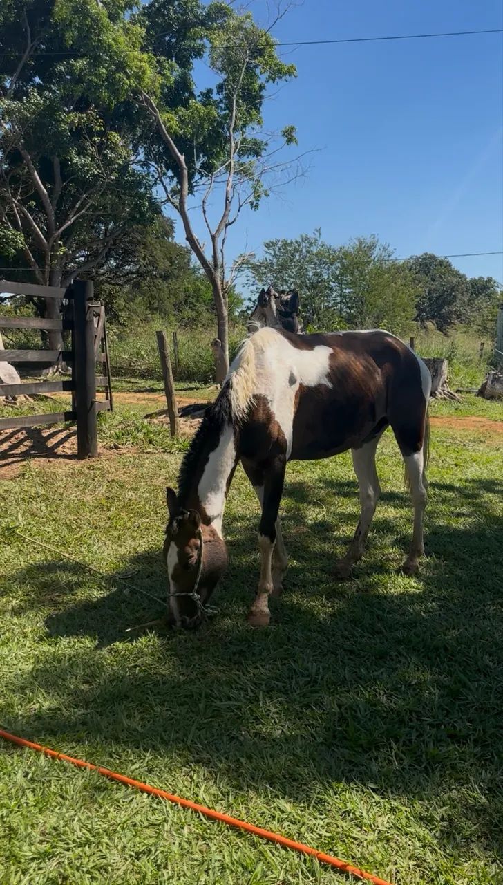 Égua e potro a venda - Foto 5