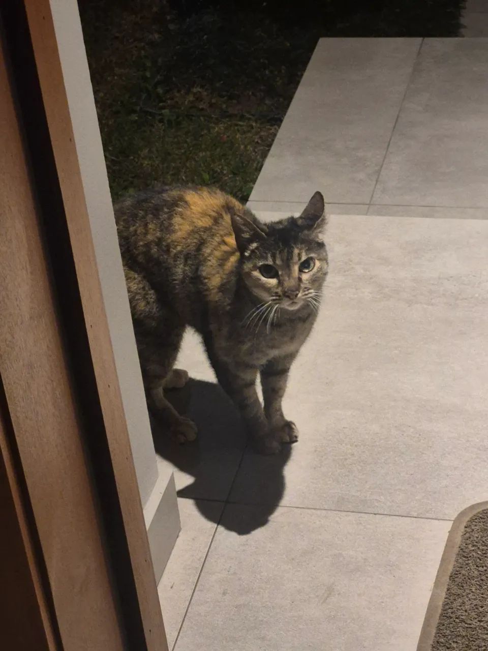 Gatinha para adoção 