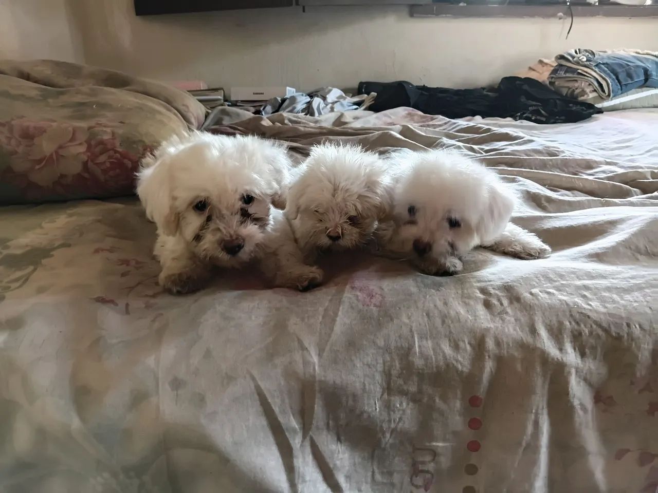 "Cachorro de Raça. " - Foto 3