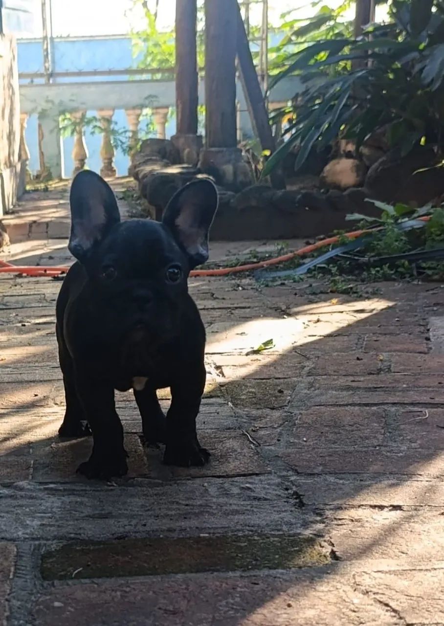 Bulldog Francês Machinho ? - Foto 4