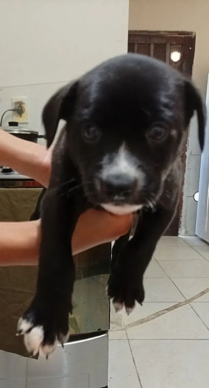 Doação de cachorrinhos  - Foto 2