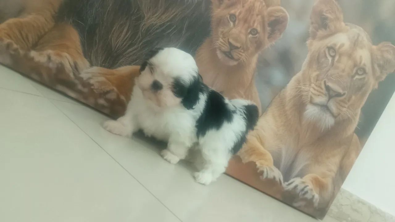 Shitzu macho mini lindos  - Foto 2