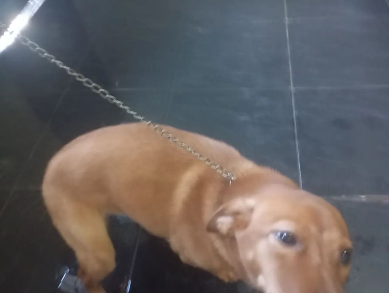 Cachorra  - Foto 2