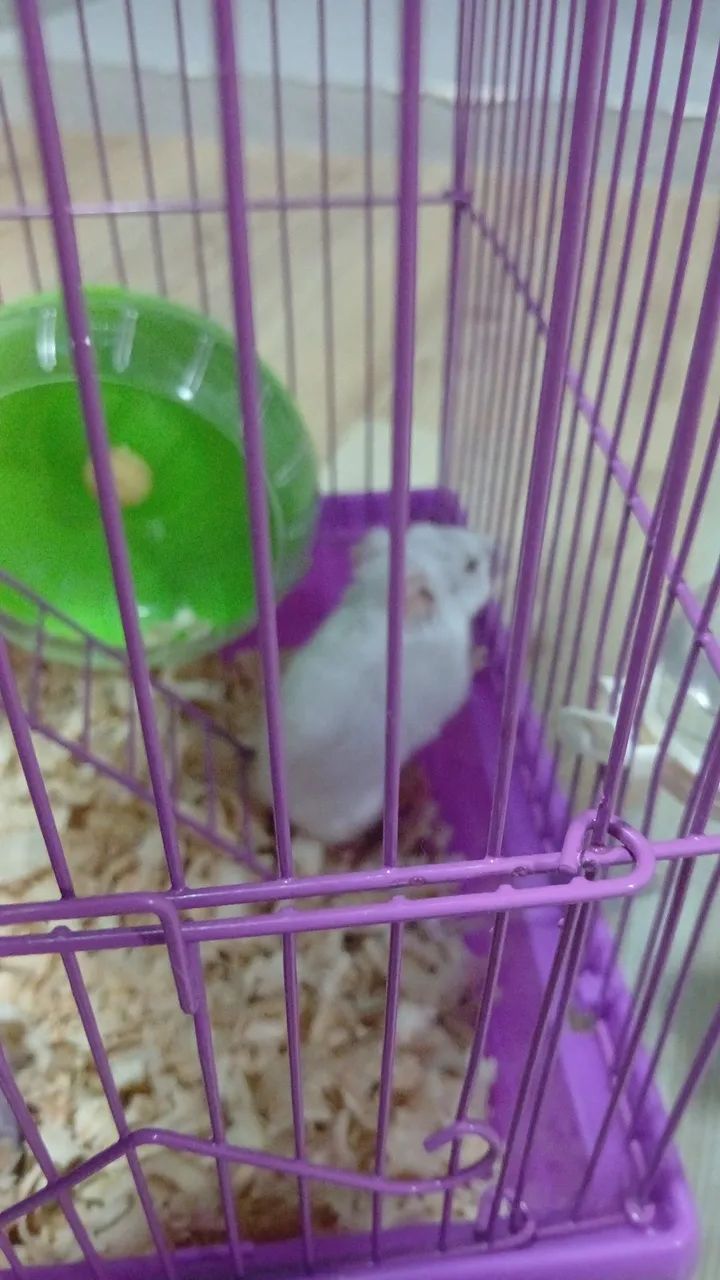 Vendo gaiola e hamster - Foto 3