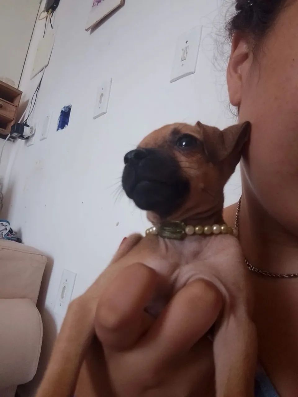Adoção de cachorros  - Foto 2