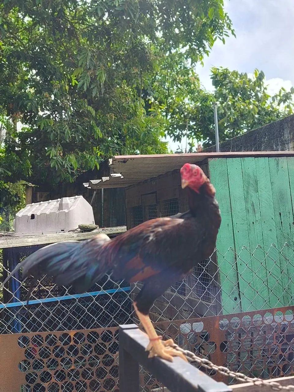 Frango Carioca  - Foto 3