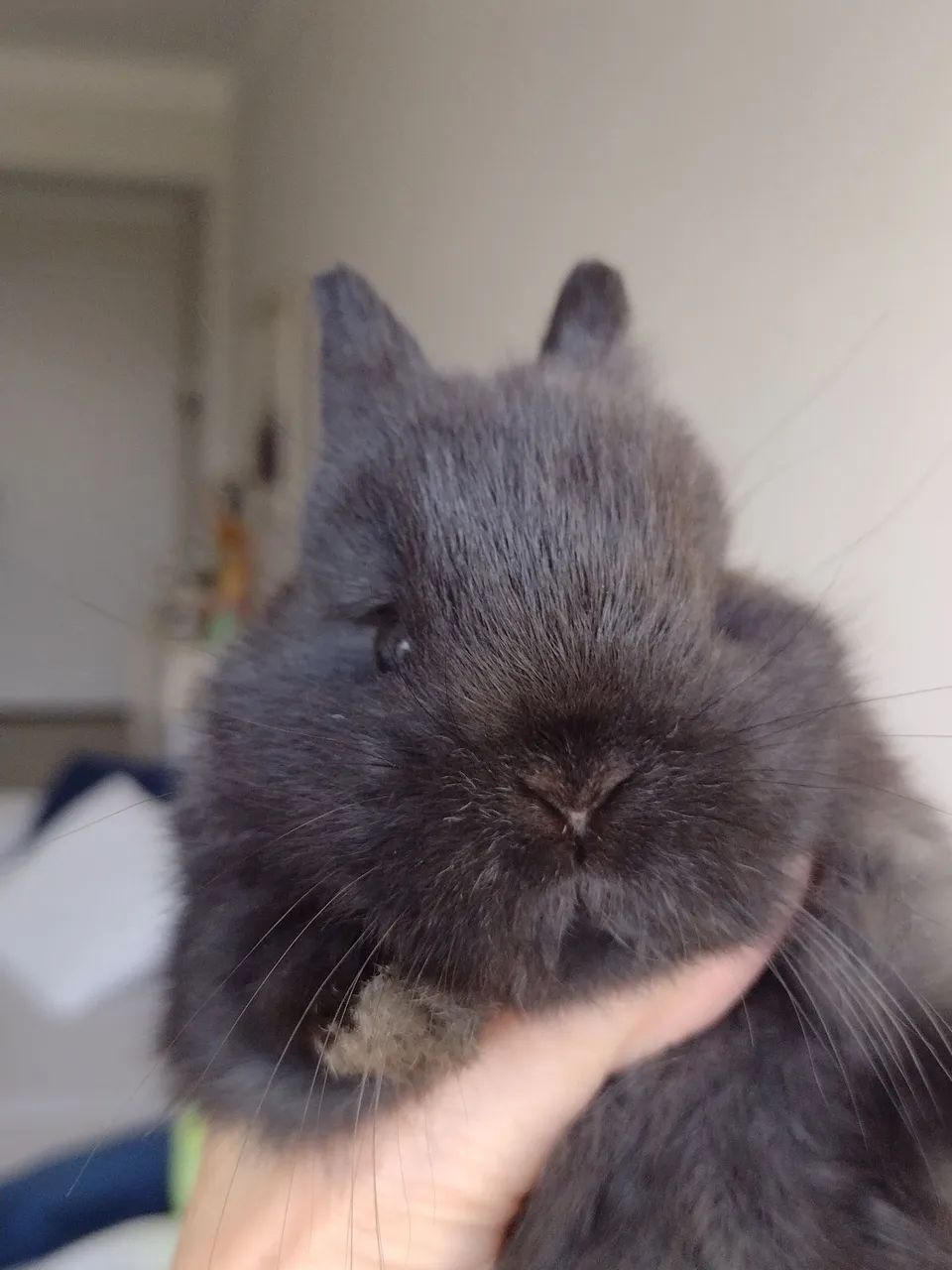 Dwarf Rabbit..430187406742016000