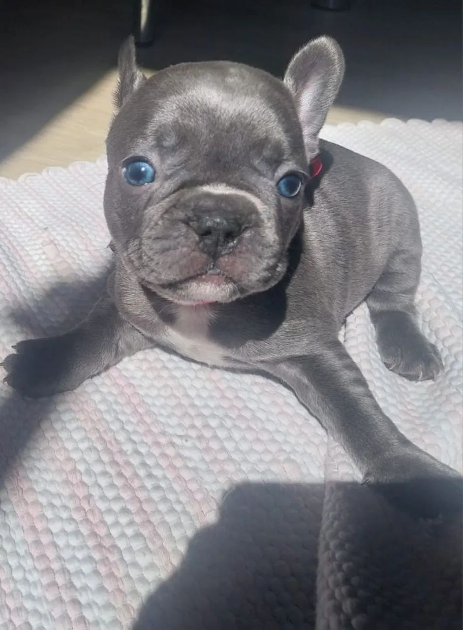 Buldogue francês 