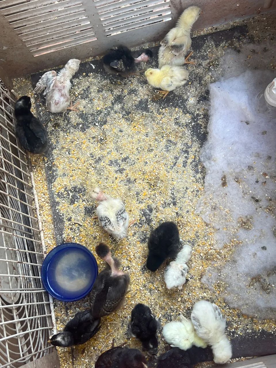 Vendo 20 pintinhos índios 