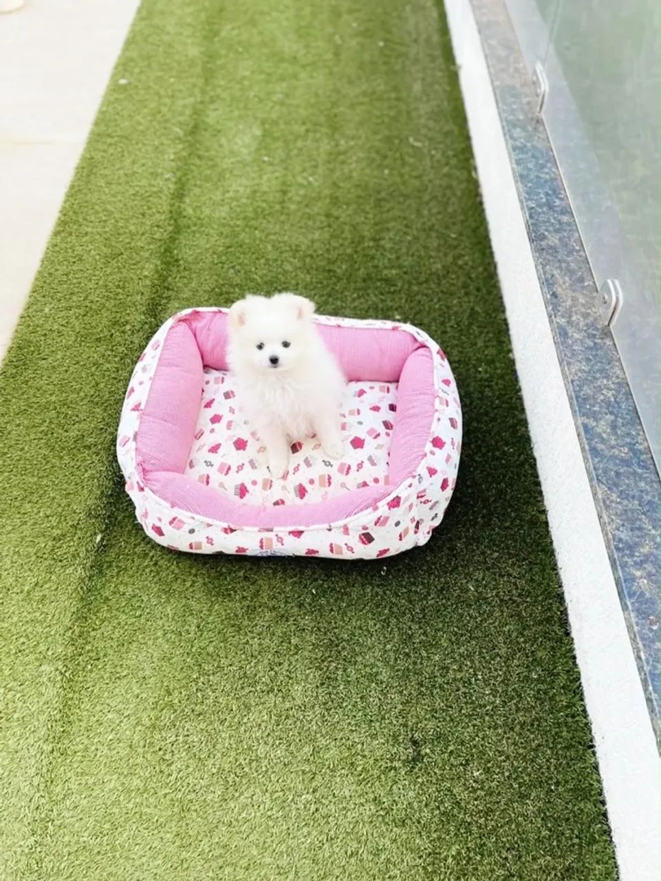 Spitz alemão  - Foto 4