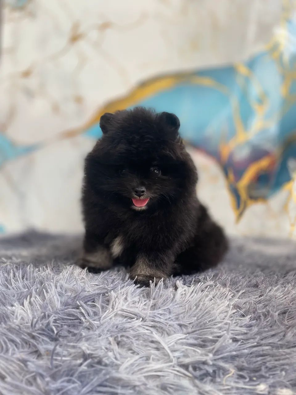 Spitz Alemão  macho  - Foto 2