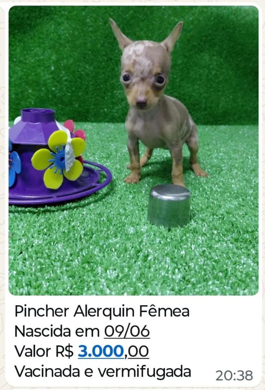 Vendo Filhotes da Raça Pincher - Foto 3