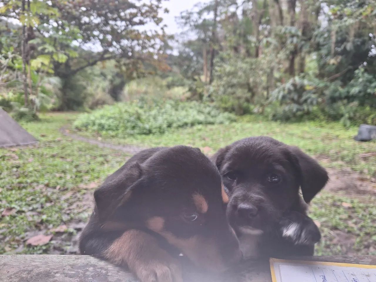 Cachorrinhos filhotes - Foto 4