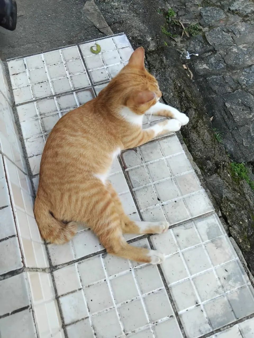 Gatinho para adoção responsável  - Foto 3