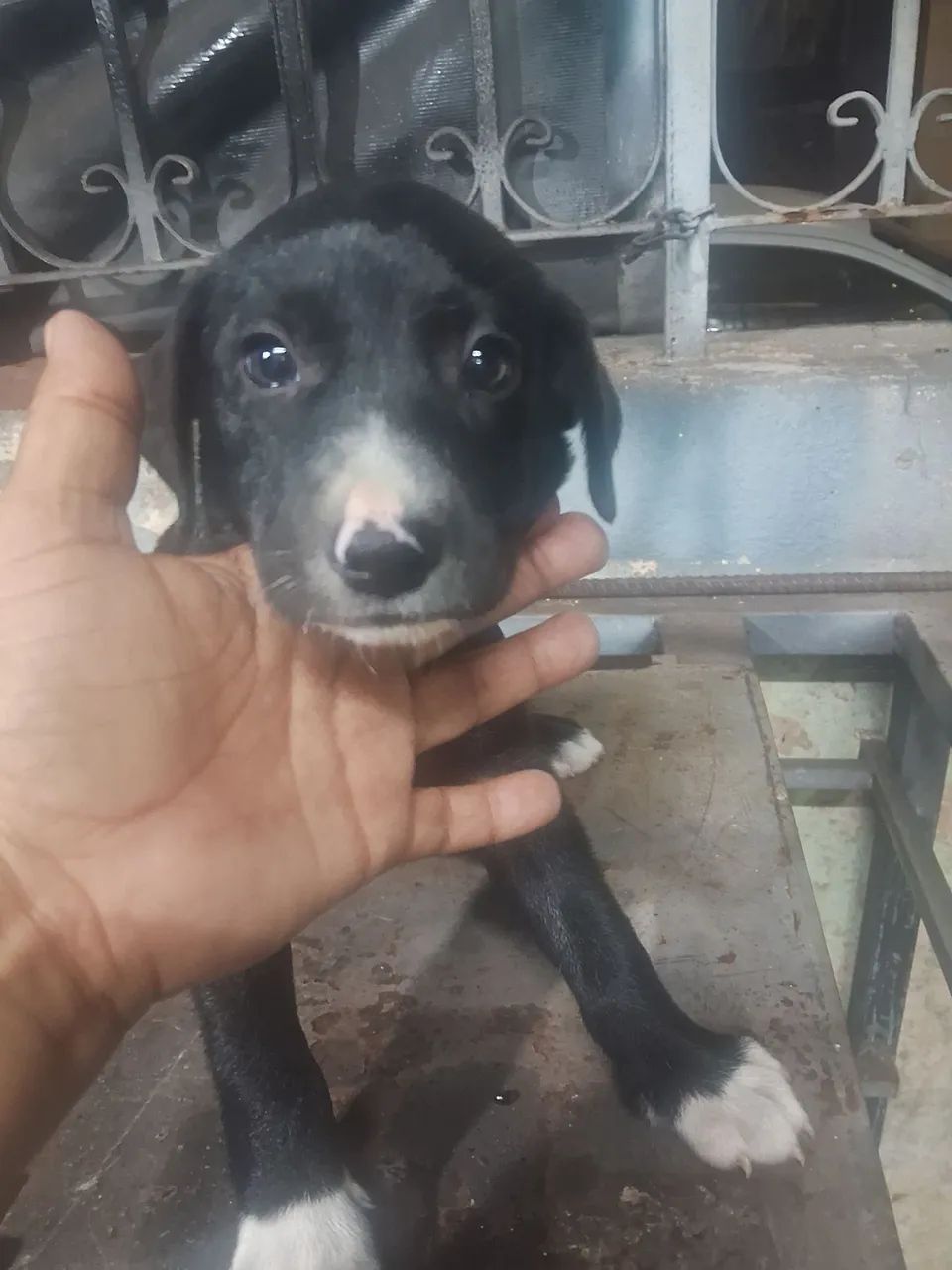 Doação de petz - Foto 4