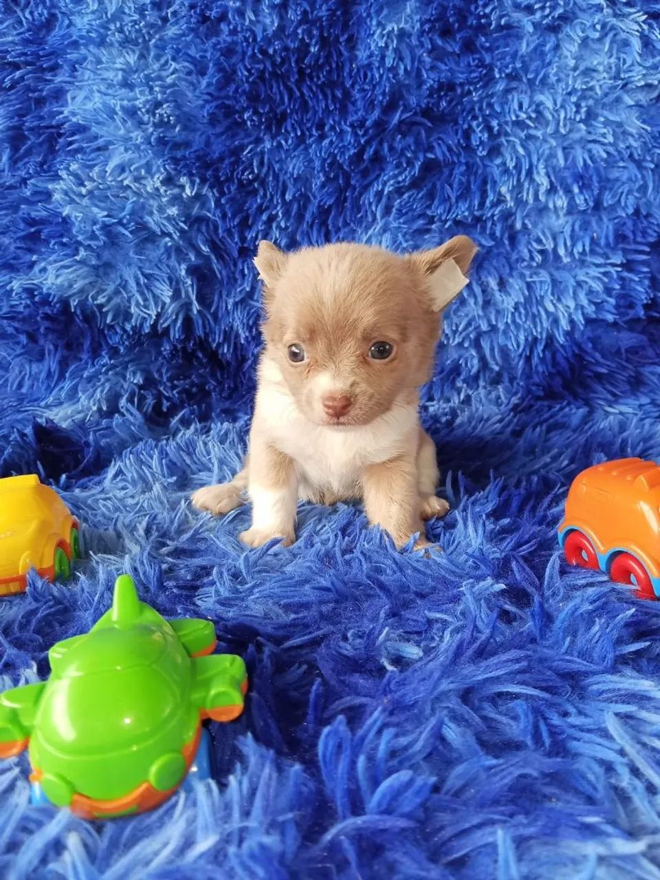 Chihuahua 