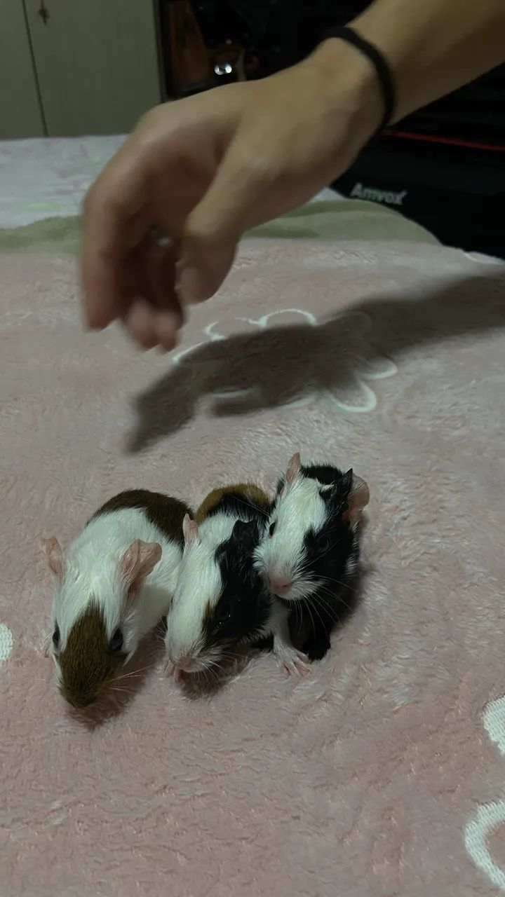 Porquinho da índia - Foto 3