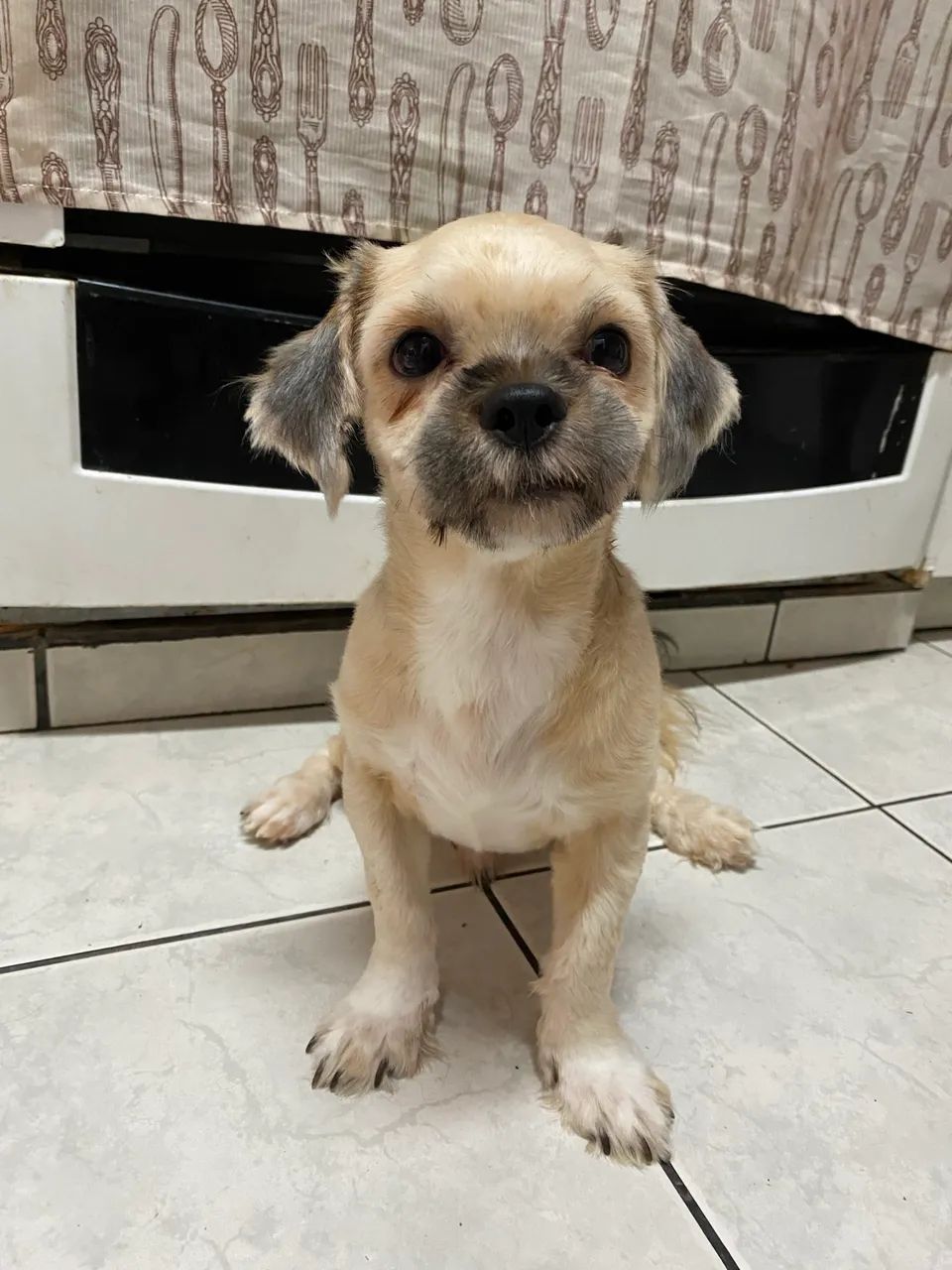 Cachorro  - Foto 2