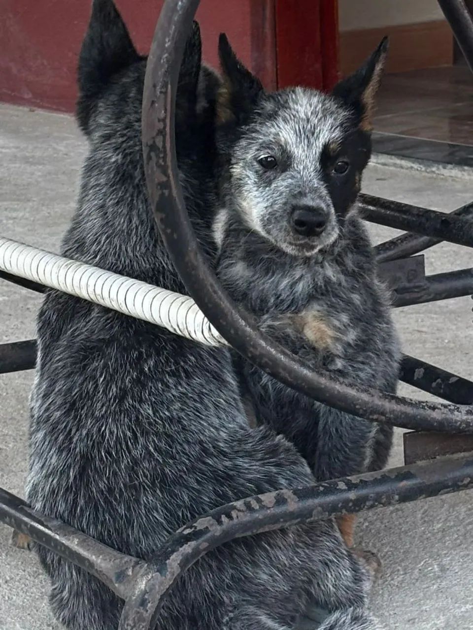 Filhote BLUE Heeler - Foto 2