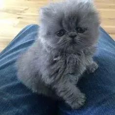 Gato Persa Machinho