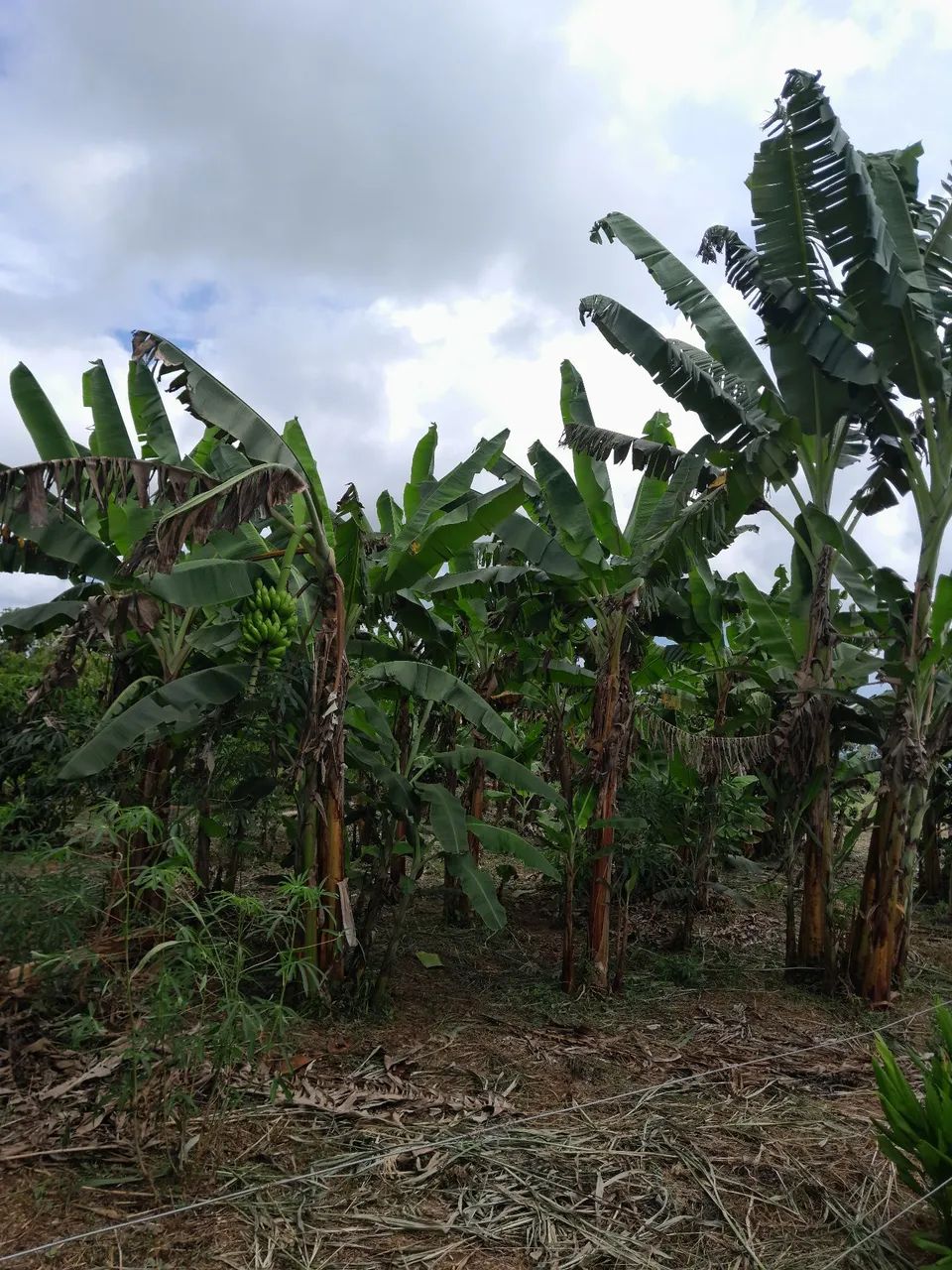 Área pra chácara s - Foto 4