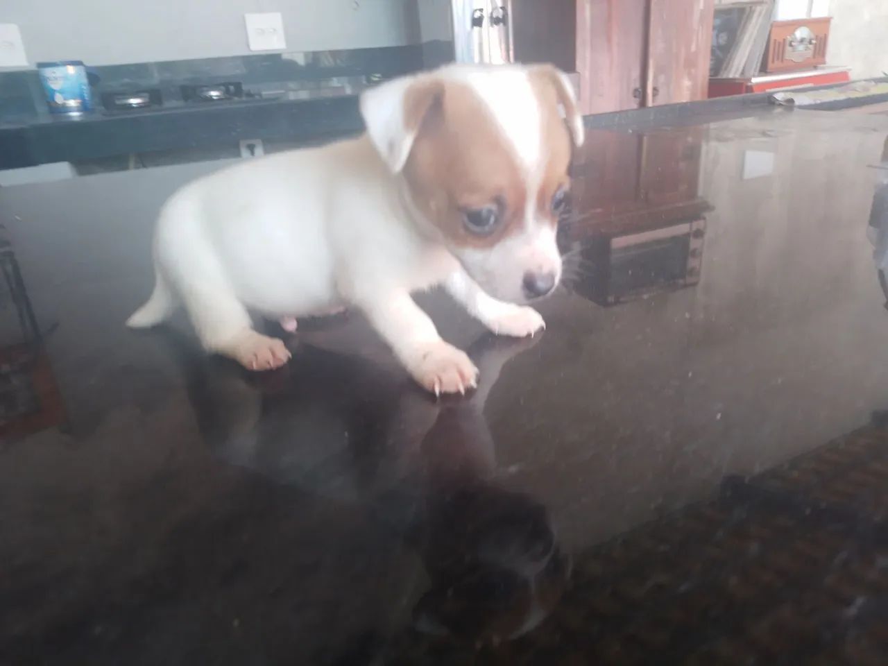 Filhotes de Jack Russell cães de alta linhagem  - Foto 4