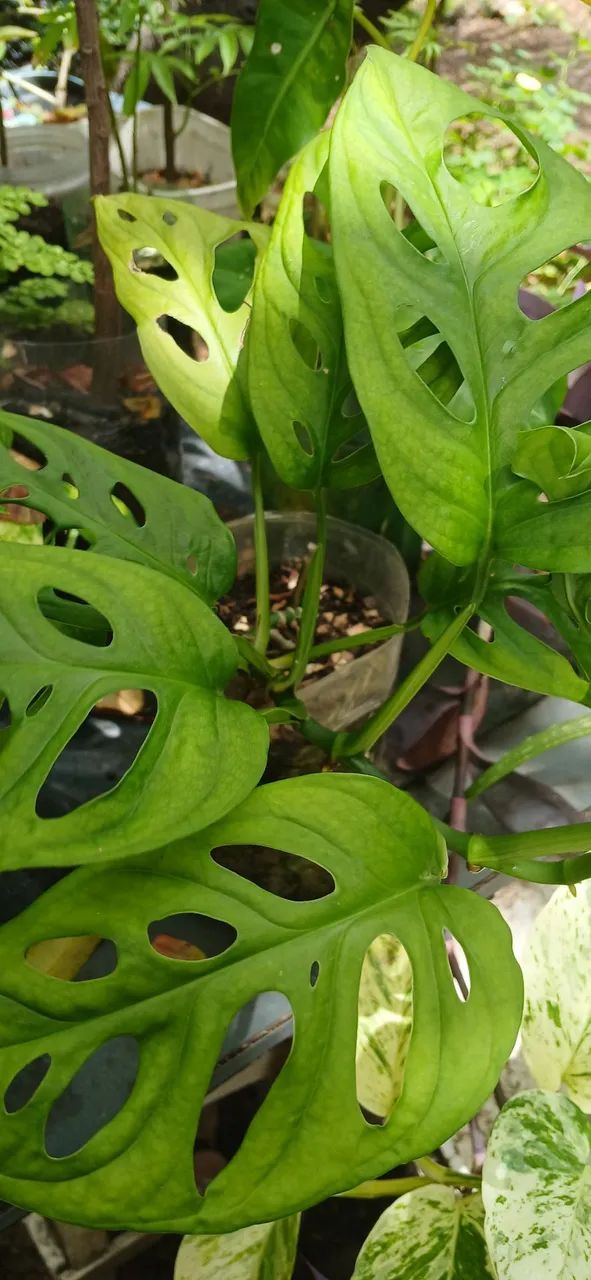 Plantas 