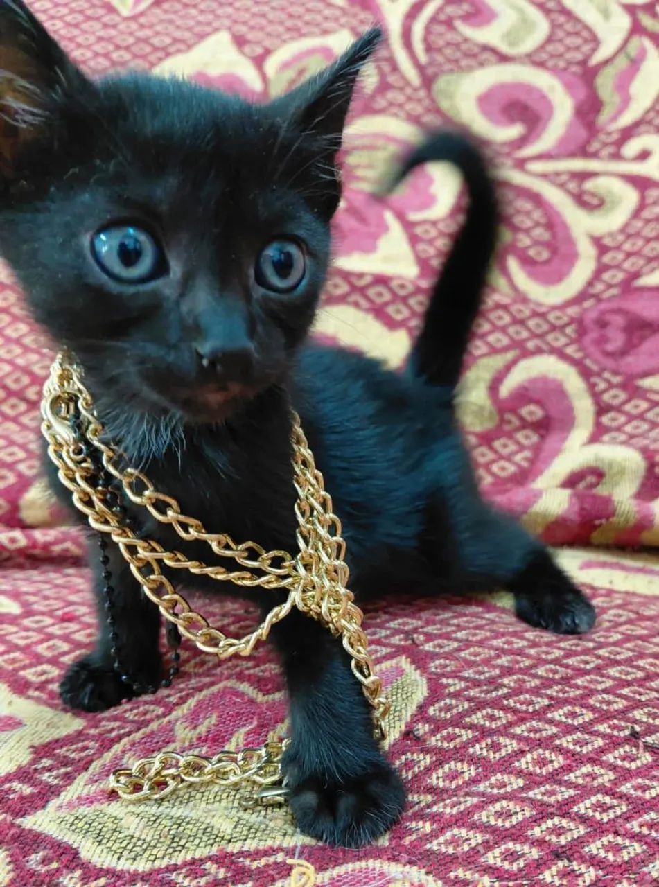 Gatinhos adoção  - Foto 3