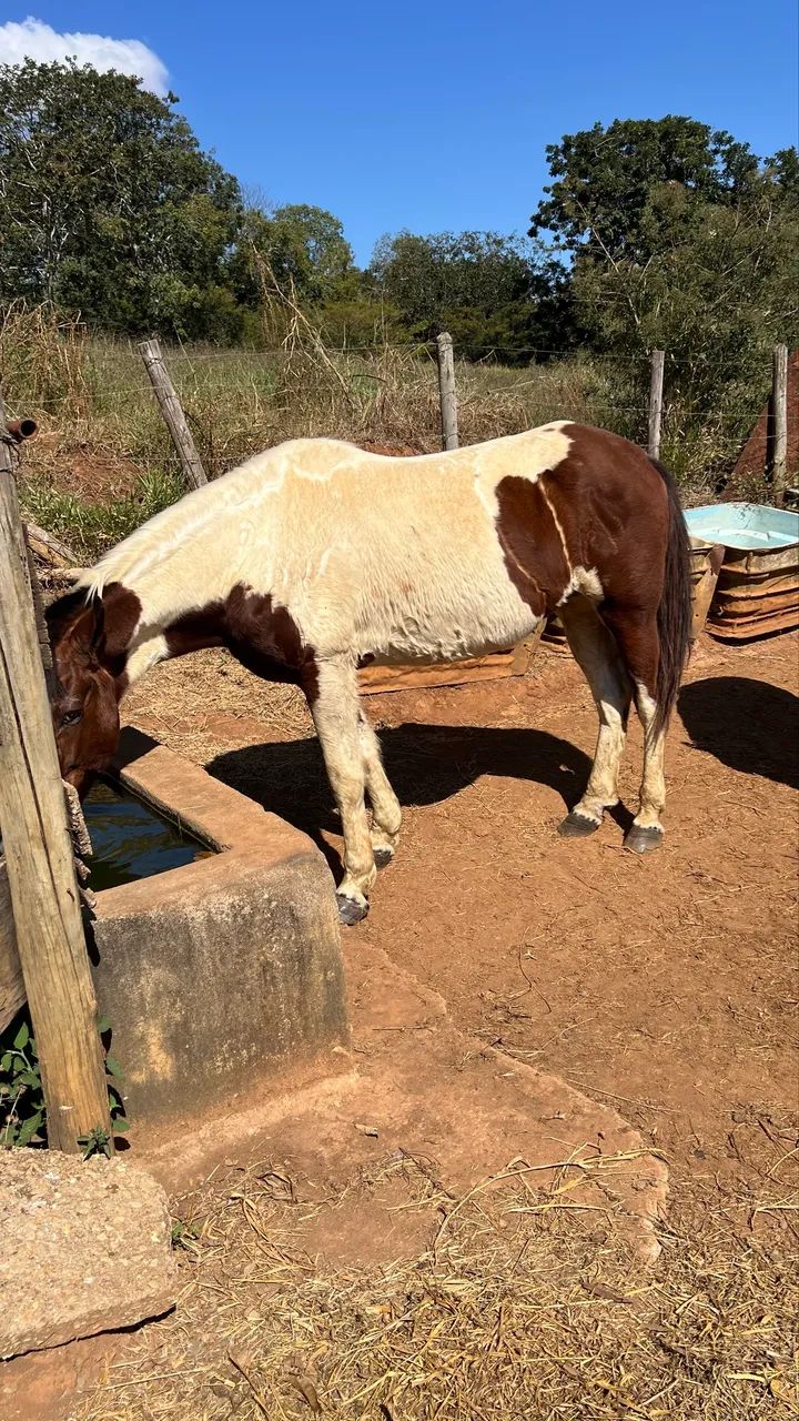 Vendo esse cavalo  - Foto 4