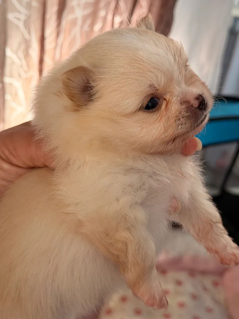 Lulu da pomerania lindas - Foto 3